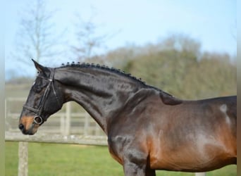 KWPN, Stallone, 34 Anni, 174 cm, Baio