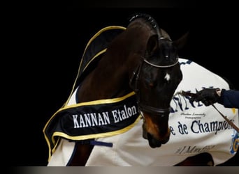 KWPN, Stallone, 34 Anni, 174 cm, Baio