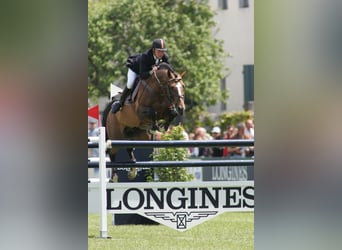 KWPN, Stallone, 30 Anni, 170 cm, Baio