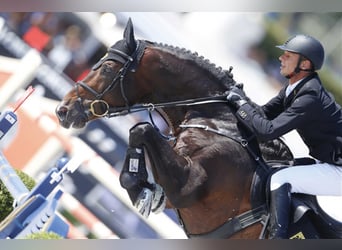 KWPN, Stallone, 24 Anni, 171 cm, Baio