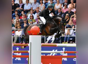 KWPN, Stallone, 24 Anni, 171 cm, Baio