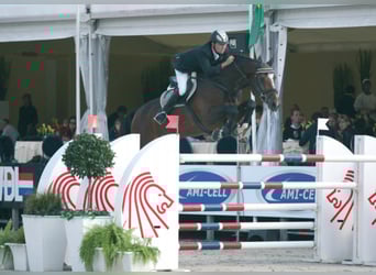 KWPN, Stallone, 24 Anni, 173 cm, Baio