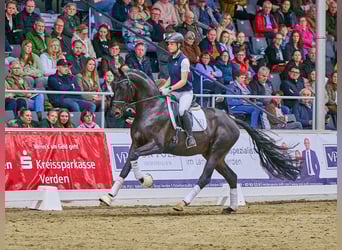 KWPN, Stallone, 4 Anni, 170 cm, Baio nero