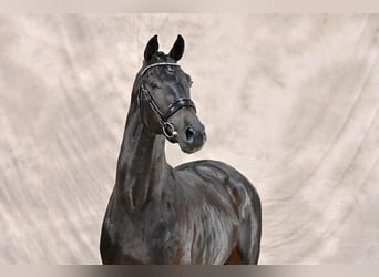 KWPN, Stallone, 4 Anni, 170 cm, Baio nero