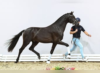 KWPN, Stallone, 2 Anni, 167 cm, Morello