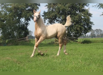 KWPN, Stallone, Puledri (05/2026), 165 cm, Palomino