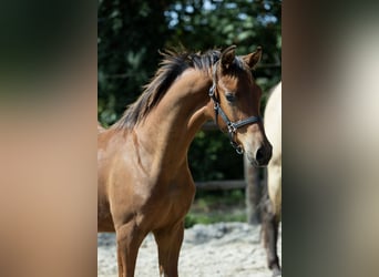 KWPN, Stallone, Puledri (04/2026), 170 cm, Baio