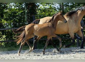 KWPN, Stallone, Puledri (04/2026), 170 cm