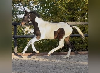 KWPN, Stallone, Puledri (06/2025), 170 cm, Pezzato