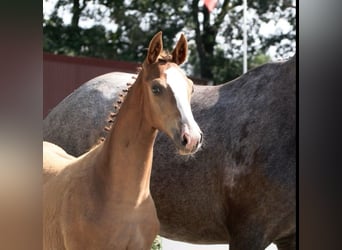 KWPN, Stallone, Puledri (03/2026), 170 cm, Sauro
