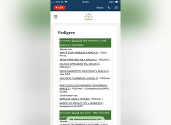 KWPN, Stallone, Puledri (04/2026), 172 cm, Baio