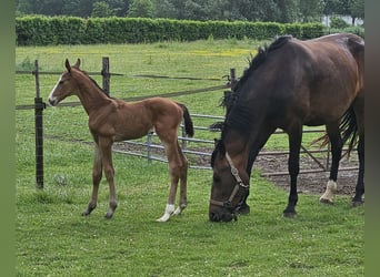 KWPN, Stallone, Puledri (06/2026), Baio