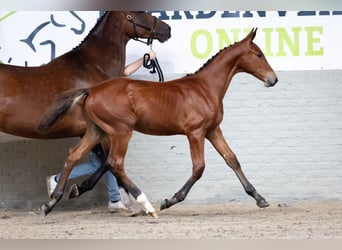 KWPN, Stallone, Puledri (05/2026), Baio