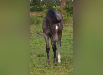KWPN, Stallone, Puledri (05/2026), Grigio