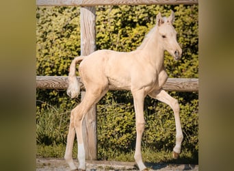 KWPN, Stallone, Puledri (01/2026), Palomino