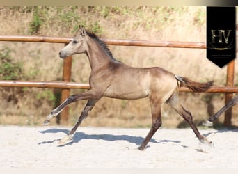 KWPN, Stallone, Puledri (01/2026), Pelle di daino