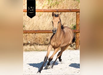 KWPN, Stallone, Puledri (01/2026), Pelle di daino
