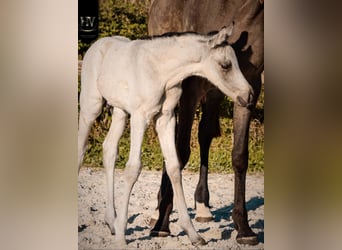 KWPN, Stallone, Puledri (01/2026), Pelle di daino