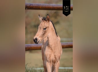 KWPN, Stallone, Puledri (01/2026), Pelle di daino