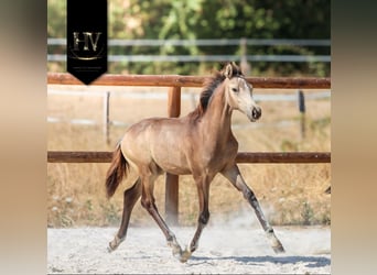 KWPN, Stallone, Puledri (01/2026), Pelle di daino