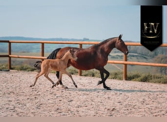 KWPN, Stallone, Puledri (01/2026), Pelle di daino