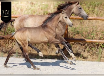 KWPN, Stallone, Puledri (01/2026), Pelle di daino