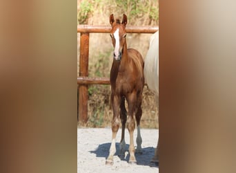 KWPN, Stallone, Puledri (04/2026), Sauro scuro