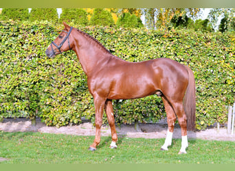 KWPN, Stallone, 22 Anni, 168 cm, Sauro