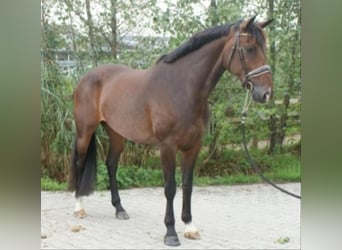 KWPN, Sto, 12 år, 169 cm, Mörkbrun