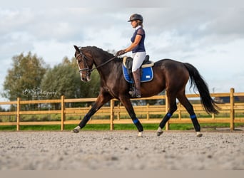 KWPN, Sto, 13 år, 165 cm, Brun