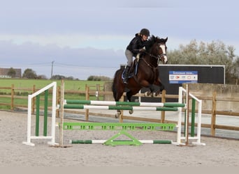 KWPN, Sto, 13 år, 165 cm, Brun