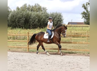 KWPN, Sto, 13 år, 165 cm, Brun