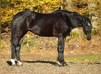 KWPN, Sto, 15 år, 165 cm, Rökfärgad svart