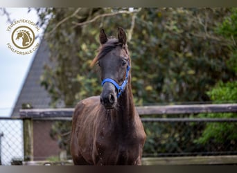 KWPN, Sto, 1 år, Rökfärgad svart