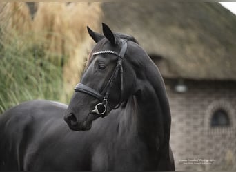 KWPN, Sto, 2 år, 163 cm, Svart