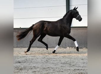 KWPN, Sto, 2 år, 166 cm, Rökfärgad svart
