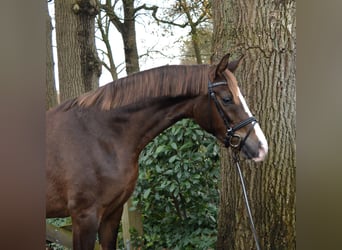 KWPN, Sto, 2 år, 170 cm, Fux