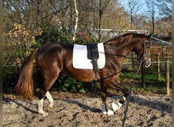 KWPN, Sto, 2 år, 170 cm, Fux