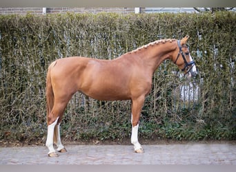 KWPN, Sto, 3 år, 162 cm, fux