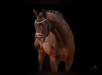 KWPN, Sto, 3 år, 168 cm, Mörkbrun