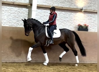 KWPN, Sto, 3 år, 168 cm, Mörkbrun