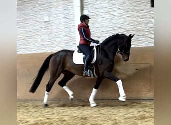 KWPN, Sto, 3 år, 168 cm, Mörkbrun