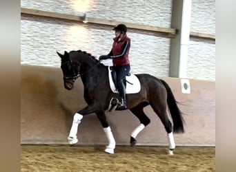 KWPN, Sto, 3 år, 168 cm, Mörkbrun