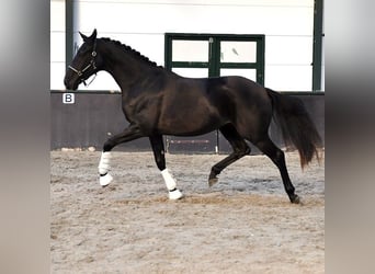 KWPN, Sto, 4 år, 164 cm, Rökfärgad svart
