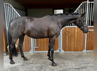 KWPN, Sto, 4 år, 165 cm, Svart