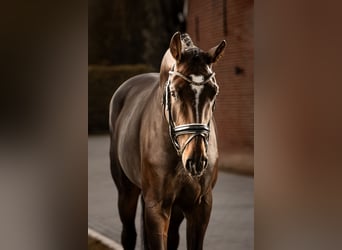 KWPN, Sto, 4 år, Mörkbrun