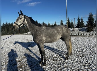 KWPN, Sto, 5 år, 167 cm, Gråskimmel