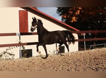 KWPN, Sto, 5 år, 168 cm, Svart