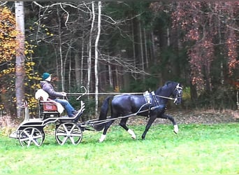 KWPN, Sto, 5 år, 168 cm, Svart