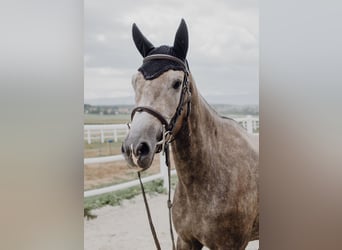 KWPN, Sto, 6 år, 163 cm, Gråskimmel
